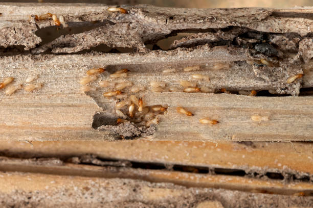 Best Affordable Exterminators  in Griffin, GA